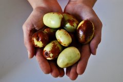 Gínjols i magranes, fruits de tardor