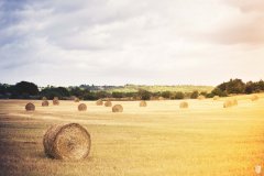 Es destinen 2,6 M€ en ajudes de minimis per al manteniment de paisatge agrari de les Illes Balears