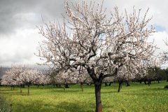 L’ametller, un dels fruiters més coneguts i productius