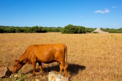 Embotits Raima i Algaiarens miren junts cap a la carn ecològica