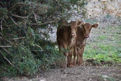 Es Tudons: formatge i carn ecològica. Salut i ecologia en temps de pandèmia