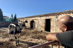 Miquel Taltavull ens explica com va acabar una vaca Suïssa a Menorca: La vaca de la Reina