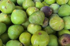 De figues i figueres a Menorca