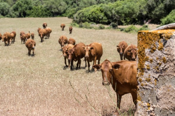 Dissabte 15, excursió de Custòdia Agrària a Capell de Ferro organitzada pel GOB