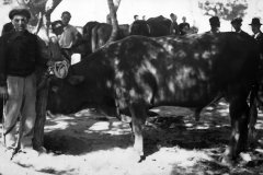 Sa festa de ses vaques