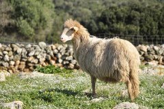 L’Ovella menorquina, una raça autòctona a l’alça