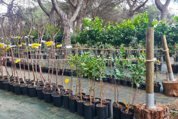 Esta Navidad regala árboles de fruta de Menorca