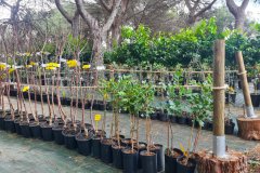 This Christmas give fruit trees from Menorca