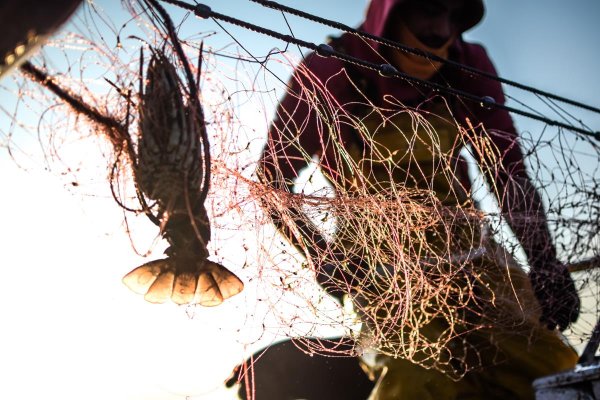 Pescando con redes