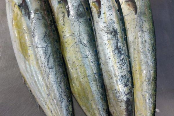 Este domingo, 25 de agosto, se abre la temporada de pesca del pez limón hasta el 31 de diciembre