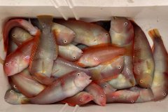 L'interdiction de la pêche au raor (poisson rasoir) est levée demain 1er septembre et durera jusqu'au 31 mars.