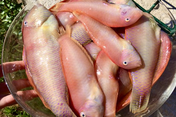 Caldera de Raors (razor fish stew)