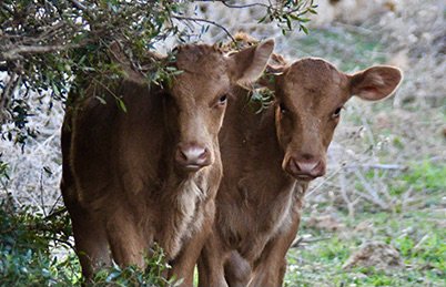 Comprar formatge de vaca vermella de Menorca d'Es Tudons