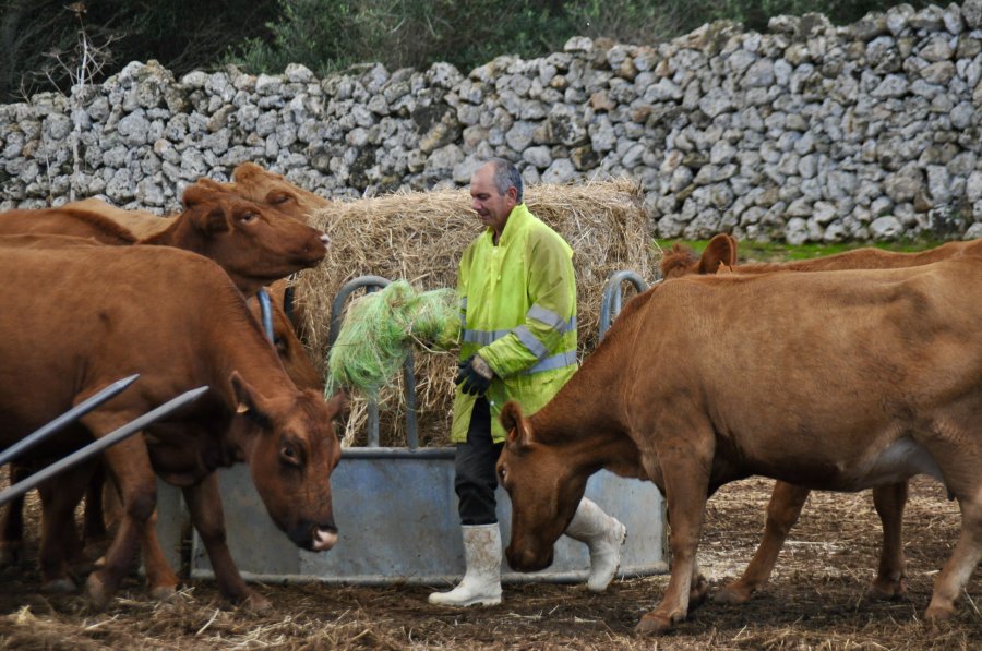 Buy red cow cheese from Menorca from Es Tudons