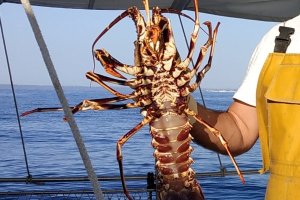 Agriculture, Fisheries and Natural Environment creates a management plan for lobster fishing in the inland waters of the Balearic Islands