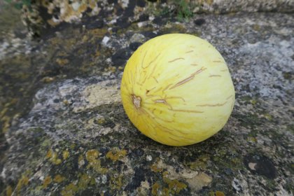 Agroxerxa et APAEM présentent la Campagne pour les variétés locales de melon de Minorque avec une conférence de Pere Fraga