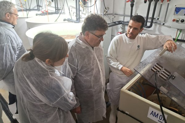 Joan Simonet visita las instalaciones de Aquicultura Balear, empresa puntera en la producción de alevines de lubinas y doradas y que cuenta con el mayor criadero de estas especies en todo el Estado