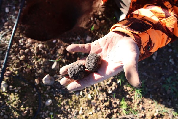 Truffle producers expect a better harvest than last year thanks to recent rains