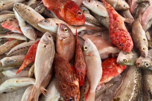 Què ens revela l'informe UE sobre el mercat de la pesca del 2024?