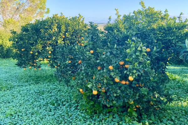 Es Rafal, une oasis de tranquillité dans le Pla de Mallorca