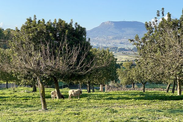 Es Rafal, une oasis de tranquillité dans le Pla de Mallorca