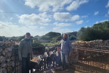 El cerdo negro de Menorca