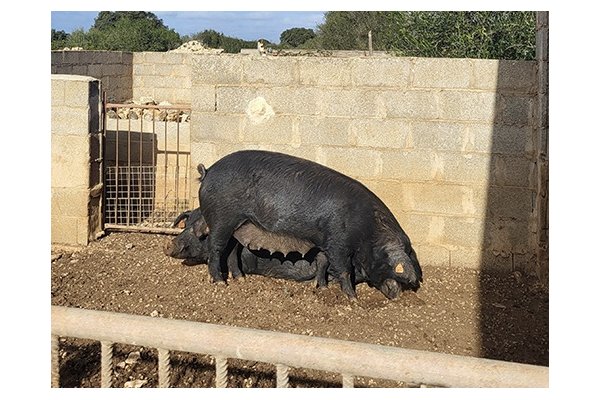 El cerdo negro de Menorca