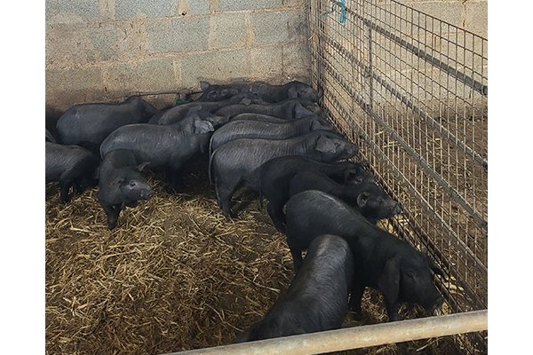 El cerdo negro de Menorca