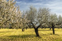 Morell is committed to organic almonds