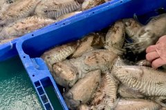 Catalan Government Agriculture sets new cuttlefish closure this February to protect breeding females on the Costa Brava