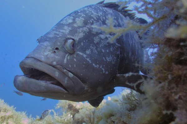 El Govern fixa les quotes màximes diàries per a la pesca recreativa d’algunes espècies de peixos amb l’objectiu de conservar els recursos marins de les Illes Balears