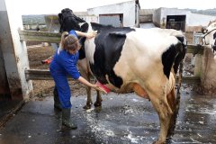 Doce fincas de Menorca, entre las mejores criadoras de frisona de España