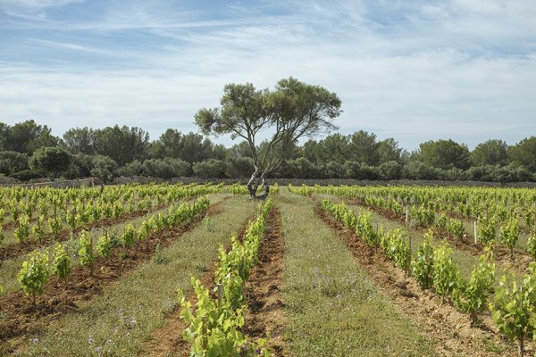 Torralba consigue incluir las variedades de garnacha blanca y tinta en la IGP 'Illa de Menorca'